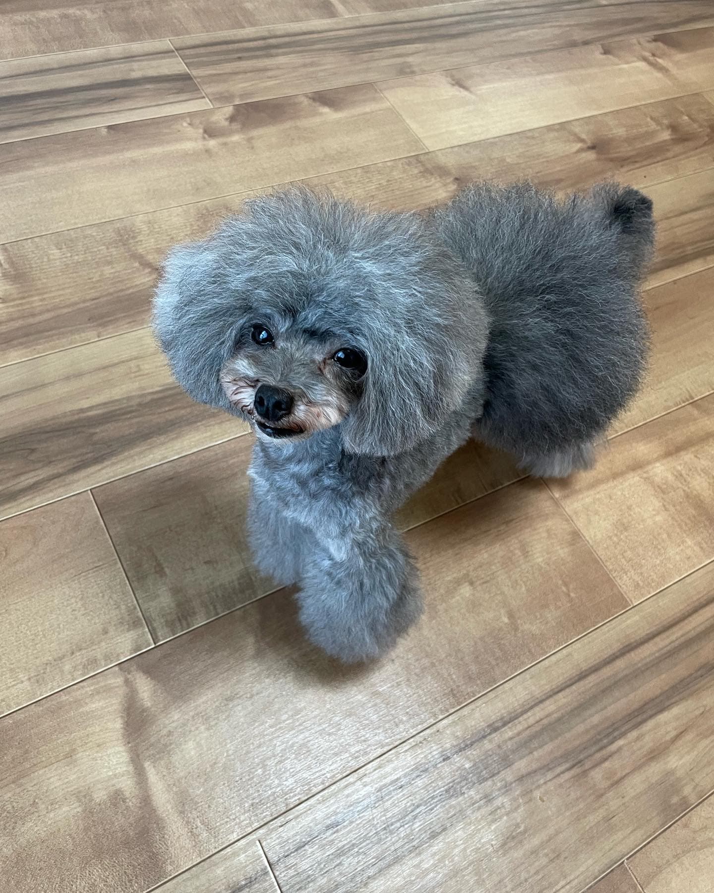 セラピスト犬 つきみちゃん